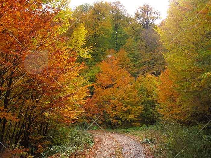 جنگل راش   بهشتی هزار رنگ در پاییز  سامانه جامع گردشگری رستاک