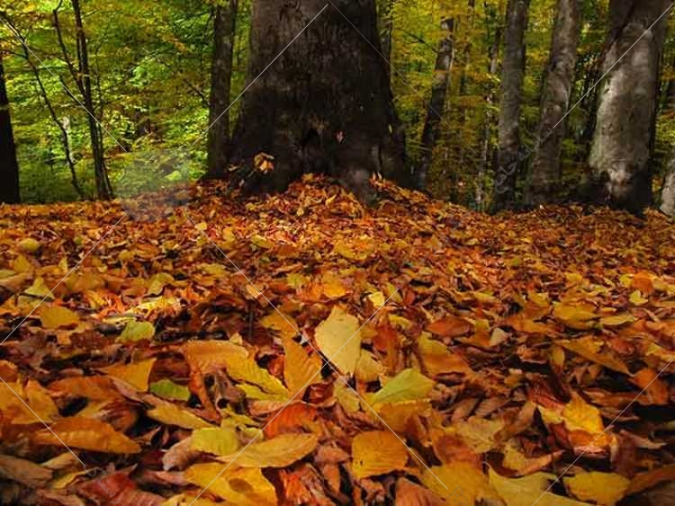 جنگل راش   بهشتی هزار رنگ در پاییز  سامانه جامع گردشگری رستاک