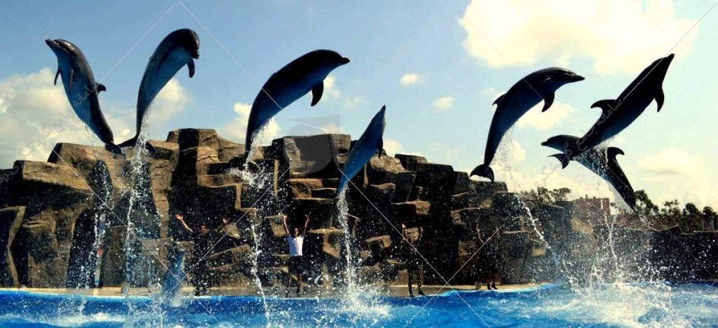 پارک دلفین‌ها یکی از دیدنی‌های باتومی است که در خیابان روستاولی قرار دارد.