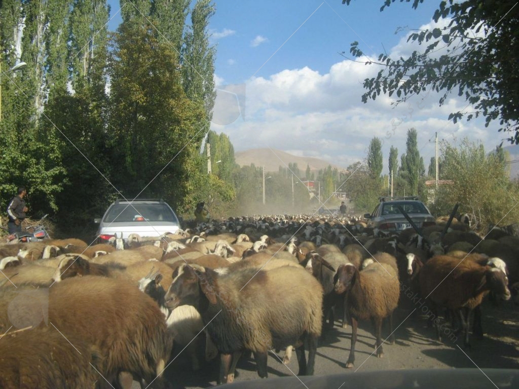 گله گوسفند در مسیر عکس از رستاک