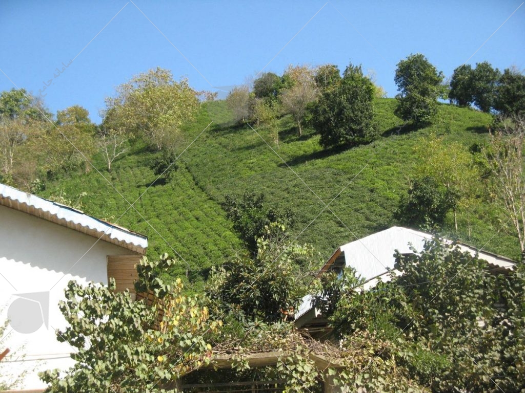 مزارع چای عکس از رستاک 