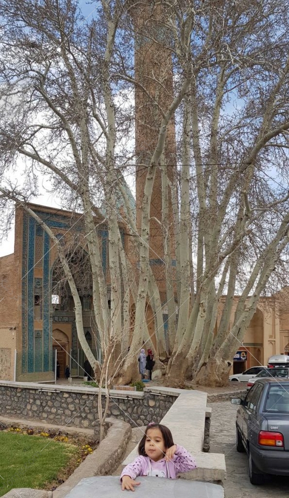 درخت چنار دو هزار ساله در نطنز