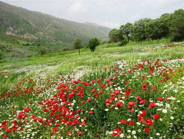 طبیعت کردستان