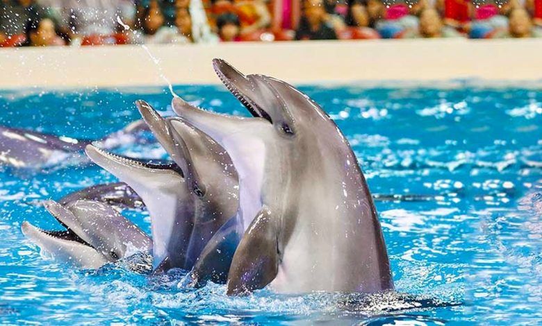 نمایی زیبا از نمایش دلفین ها