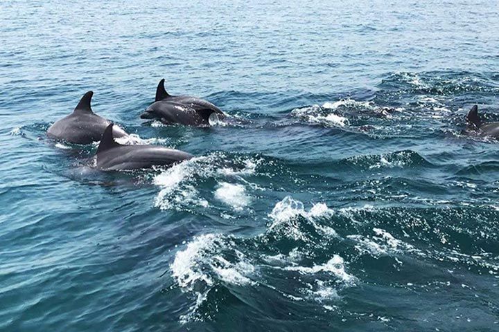 دلفین های بازیگوش در جزیره هنگام  قشم