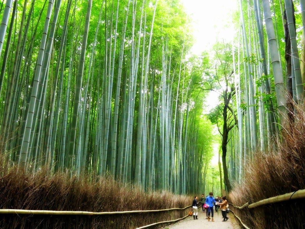 باغ بامبو ژاپن 
جنگل بامبو در شهر کیوتو (kyoto) یکی از زیباترین جنگل های طبیعی جهان است. آراشی یاما (Arashiyama) منطقه ای در حومه غربی کیوتو (Kyoto) در ژاپن است که به عنوان یک منطقه تفریحی و یکی از جاذبه های گردشگری ژاپن، نام و آوازه بلندی دارد.