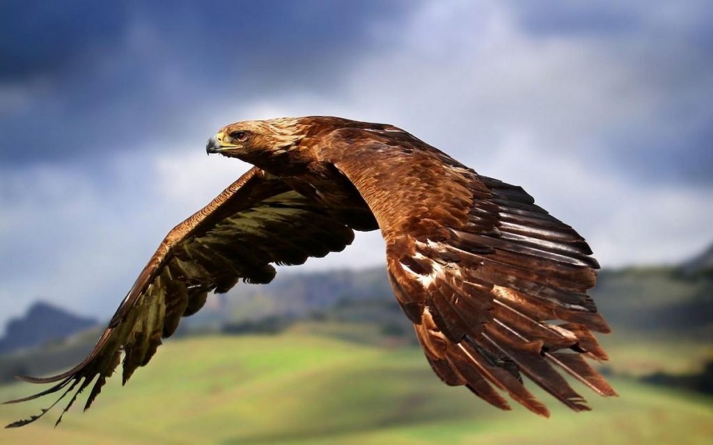 عقاب طلایی  دیدنی های پارک ملی کویر
اصلی‌ترین دلیلی که به‌خاطر آن می‌توانید به پارک ملی کویر بروید دیدن حیوانات، جانوران و پرنده‌هایی است که در این پارک زندگی می‌کنند. تماشای پرنده‌ها برای خیلی از آدم‌های عاشق طبیعت یک تفریح بسیار جذاب است. 