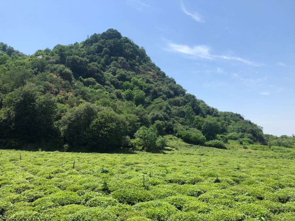 لیلاکوه
فاصله این کوه زیبا تا لنگرود سه کیاومتر است.خیلی‌ها می‌گویند اسم اینجا به خاطر “لیاشاه” به معنی شاه دختر است. آدم از اسم اینجا حس می‌کند این کوه قصه‌های شنیدنی زیادی در دل خود دارد.اینجا پر از جنگل‌های سبز مخملی و باغ پرتقال و چای است.
