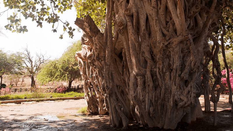 درختان لور-معرفی روستای باغو کیش
این درخت از کمیاب‌ترین گونه درختان در جهان بوده که بومی روستا باغو به شمار می‌رود. 