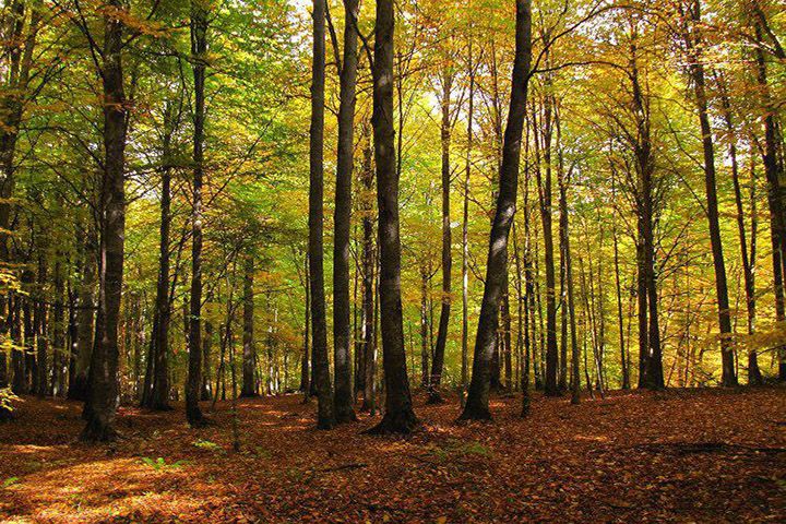جنگل راش
اگر حال‌وهوای یک پیاده‌روی رویایی در جنگل‌های تودرتو و خوش‌رنگ