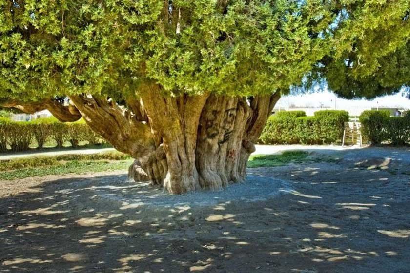 سرو نماد زایش و زندگی در فرهنگ اصیل ایرانی
سرو به دلیل آن‌که درختی همیشه‌سبز است، همواره در ایران اهمیت خاصی
