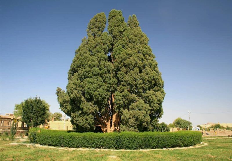 پیرترین درخت ایران و آسیا
مسیر شهرستان ابرکوه بین یزد و شیراز قرار دارد. 
