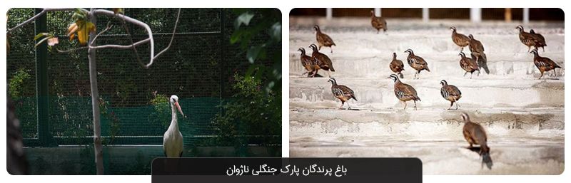 باغ پرندگان
باغ پرندگان اصفهان با مساحتي بالغ بر ۵۵ هزارمترمربع در سال ۱۳۷۵ به همت شهرداري اصفهان در بيشه ناژوان