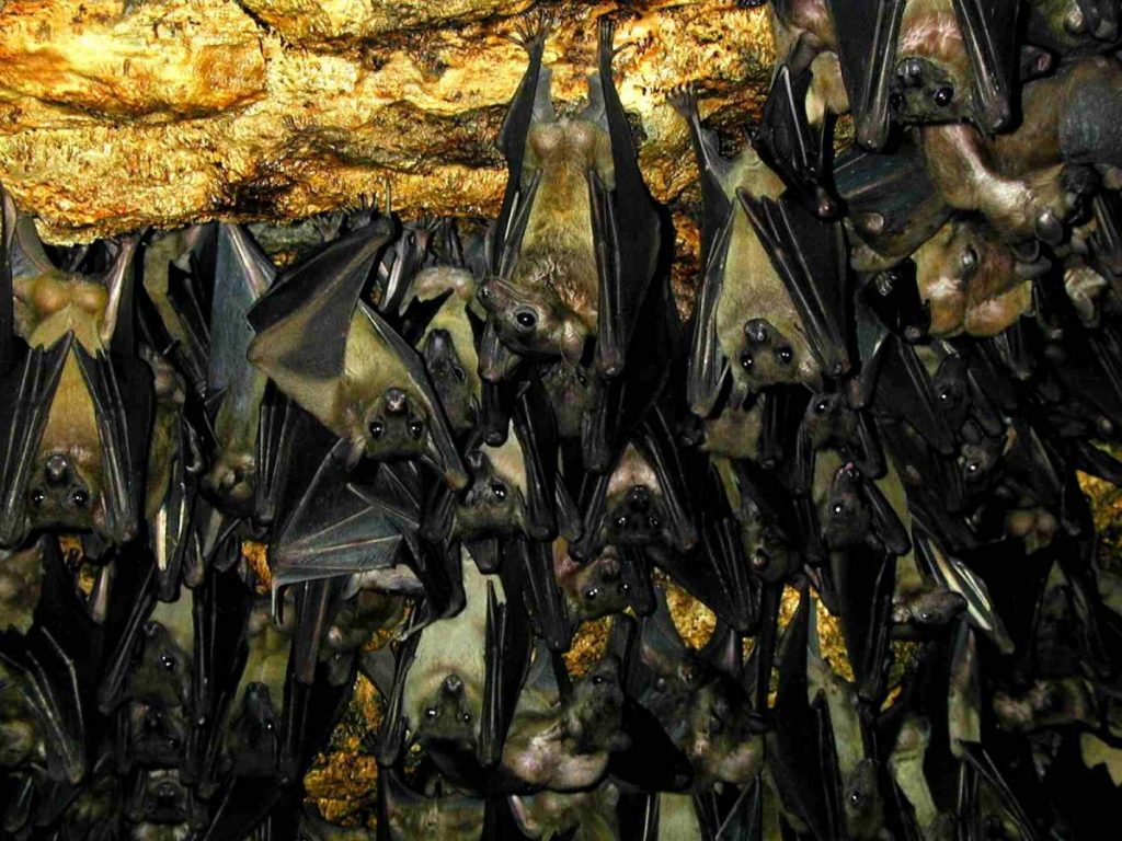 غار خفاش